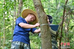 广东佛山云勇林场人工混交林助力森林质量提升